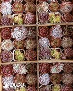 Mix 54pcs Echeveria Collocation - Image 4