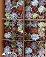 Mix 54pcs Echeveria Collocation - Image 5