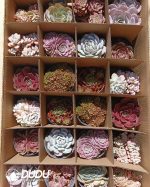 Mix 24pcs Echeveria Collocation