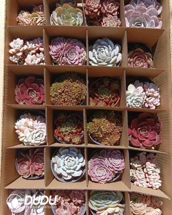1756274450-e201.jpg Mix 24pcs Echeveria Collocation - Image 1
