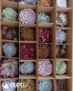 Mix 24pcs Echeveria Collocation - Image 2