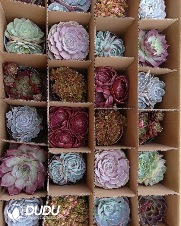 Mix 24pcs Echeveria Collocation - Image 2