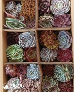 Mix 24pcs Echeveria Collocation - Image 3