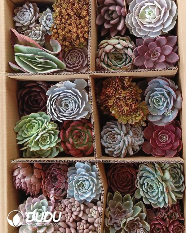 Mix 24pcs Echeveria Collocation - Image 3