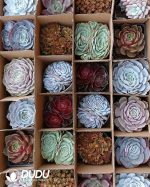 Mix 24pcs Echeveria Collocation - Image 4