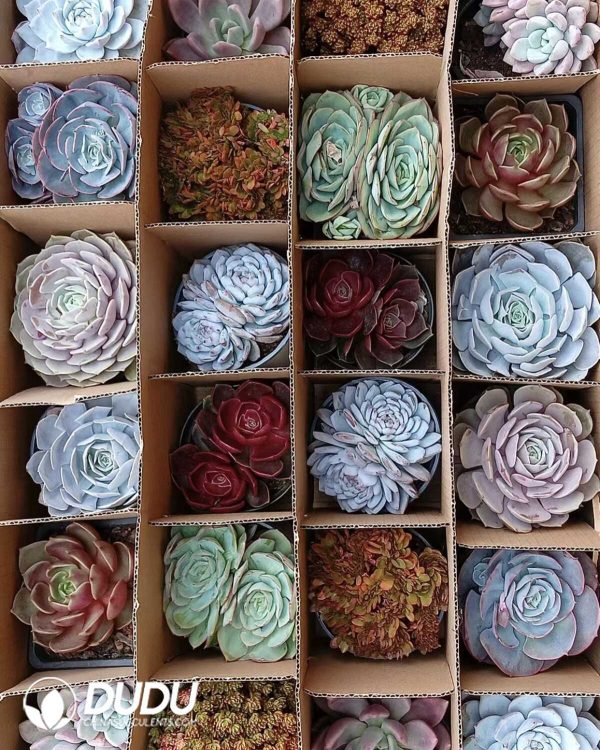 Mix 24pcs Echeveria Collocation - Image 4