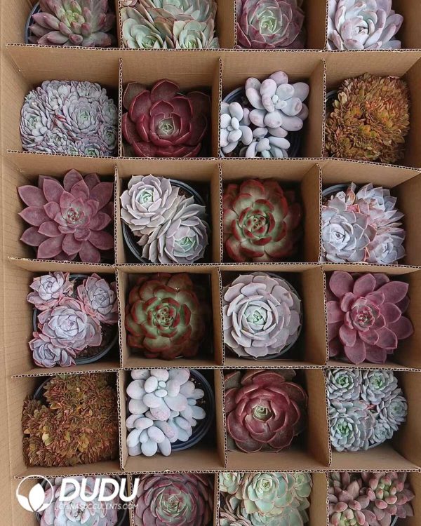Mix 24pcs Echeveria Collocation - Image 5