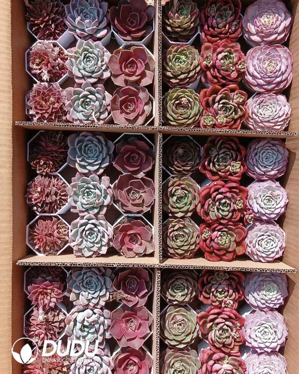 1756274464-e201.jpg Random Premium Echeveria Collocation 54pcs - Image 1