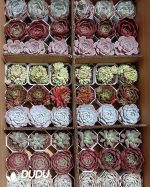 Random Premium Echeveria Collocation 54pcs - Image 2