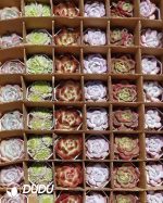 Random Premium Echeveria Collocation 54pcs - Image 3