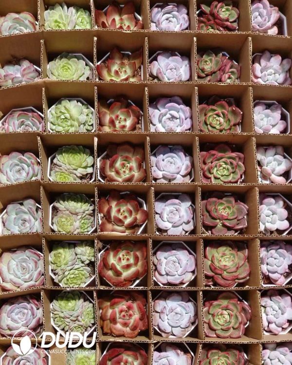 Random Premium Echeveria Collocation 54pcs - Image 3