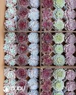 Random Premium Echeveria Collocation 54pcs - Image 5