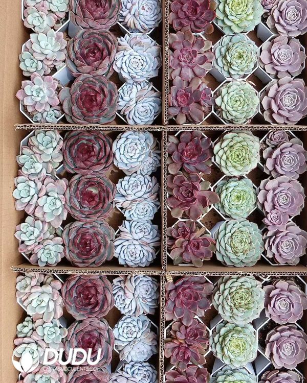 Random Premium Echeveria Collocation 54pcs - Image 5