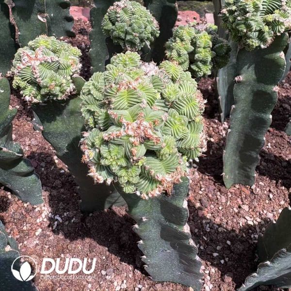 1756276491-e201.jpg Aztekium valdezii (Grafted) - Image 1