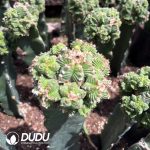 Aztekium valdezii (Grafted) - Image 2