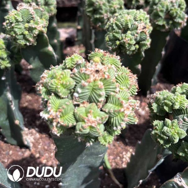 1756276500-e202.jpg Aztekium valdezii (Grafted) - Image 2