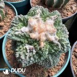 Ariocarpus fissuratus Godzilla (Grafted)