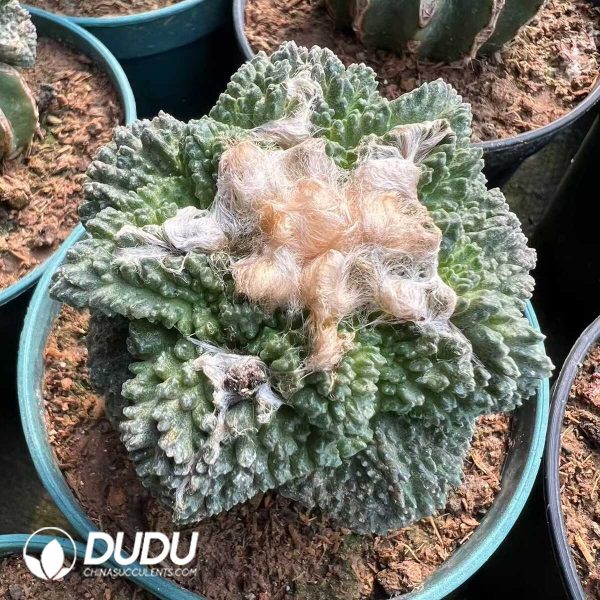 1756276513-e201.jpg Ariocarpus fissuratus Godzilla (Grafted) - Image 1