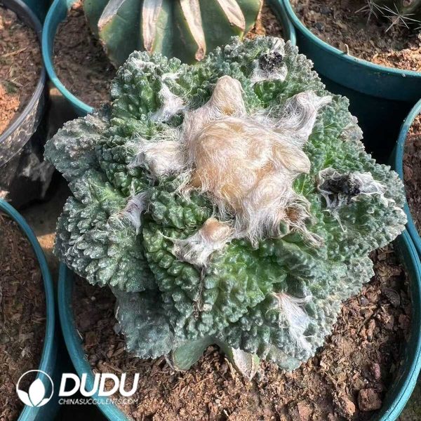 1756276517-e202.jpg Ariocarpus fissuratus Godzilla (Grafted) - Image 2