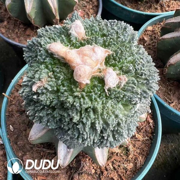 1756276522-e201.jpg Ariocarpus fissuratus cv. Godzilla/ Cauliflower Cactus (Grafted) - Image 1