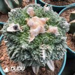 Ariocarpus fissuratus cv. Godzilla/ Cauliflower Cactus (Grafted) - Image 2