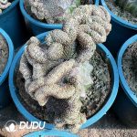 Aztekium Ritteri Cristata (Grafted)