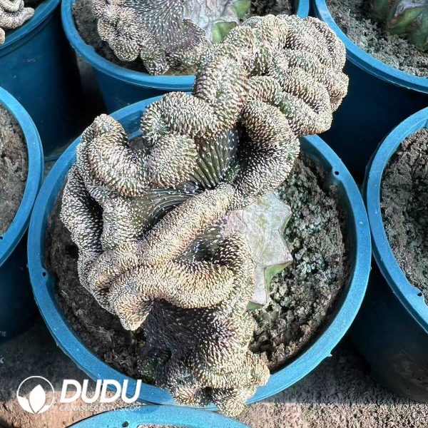 1756276531-e201.jpg Aztekium Ritteri Cristata (Grafted) - Image 1