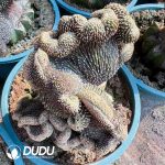 Aztekium Ritteri Cristata (Grafted) - Image 2