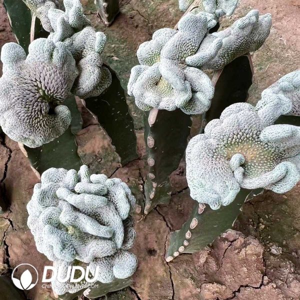 1756276543-e201.jpg Pelecyphora Aselliformis Cristata (Grafted) - Image 1