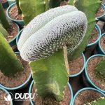 Turbinicarpus pseudopectinatus Cristata (Grafted)