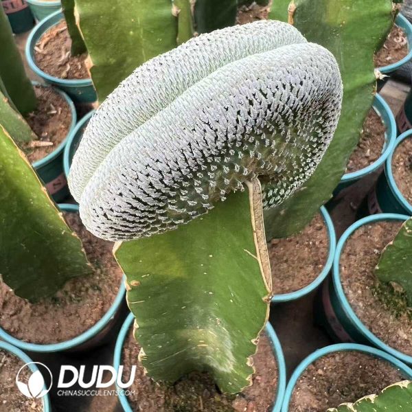 1756276549-e201.jpg Turbinicarpus pseudopectinatus Cristata (Grafted) - Image 1