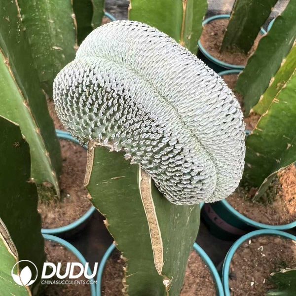 1756276556-e202.jpg Turbinicarpus pseudopectinatus Cristata (Grafted) - Image 2