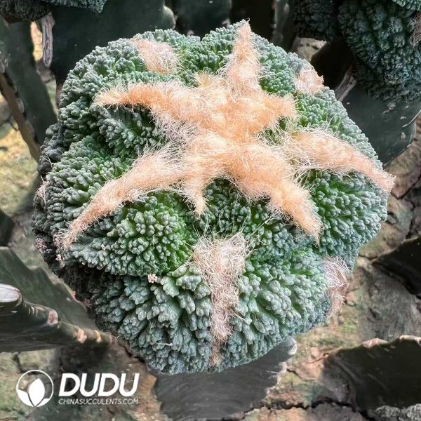 1756276562-e201.jpg Ariocarpus fissuratus cv. Godzilla/ Cauliflower Cactus (Grafted) - Image 1