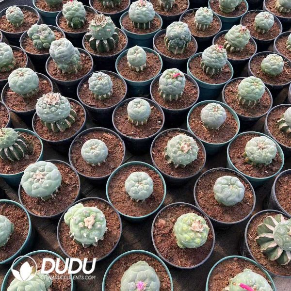 1756276568-e201.jpg Lophophora Williamsii (Grafted) - Image 1