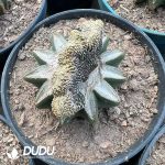 Aztekium Ritteri Cristata (Grafted)