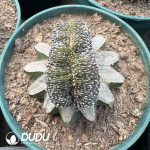 Aztekium Ritteri Cristata (Grafted) - Image 2