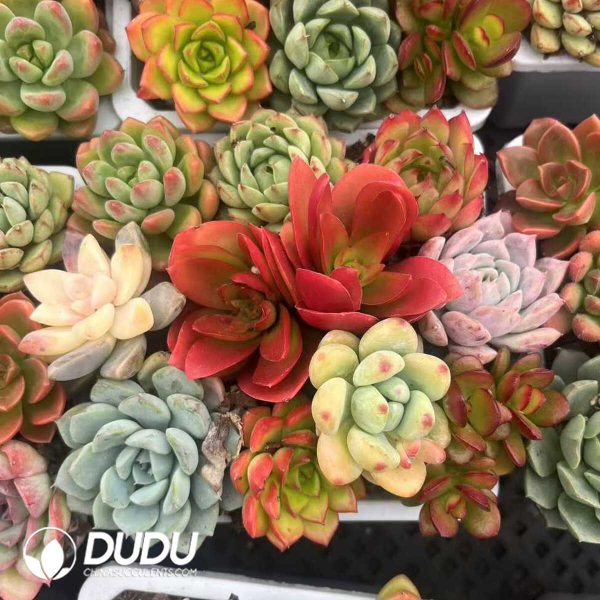 Colorful 20pcs Collection - Image 1