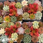 Colorful 20pcs Collection - Image 2