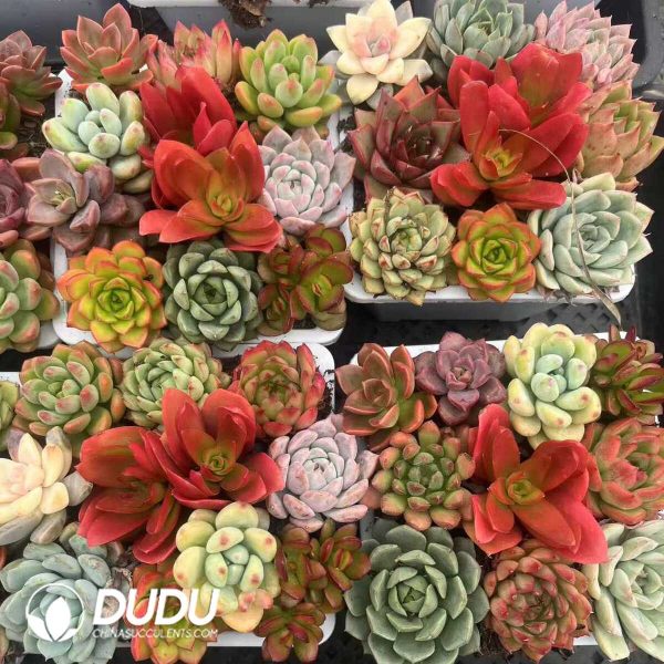 Colorful 20pcs Collection - Image 2