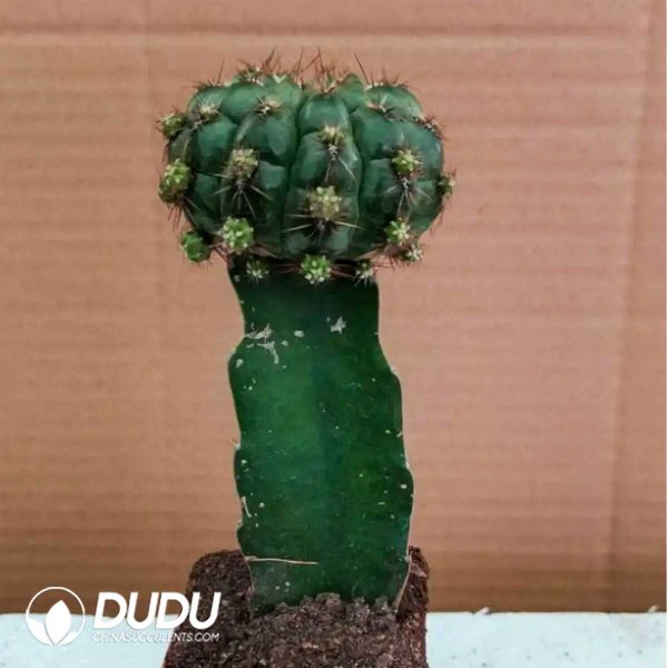 (Grafted)Cactus-green (60mm) - Image 1
