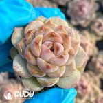 $0.29*105Pcs Echeveria Bingbing Seedlings(Mix & Match 5+)