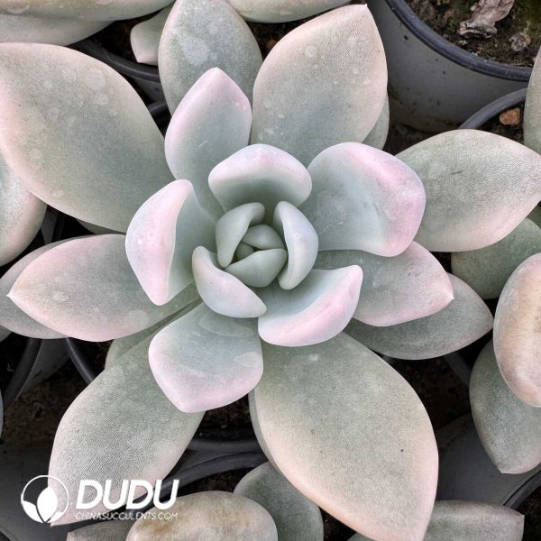 Graptoveria Opalina Variegated - Image 1