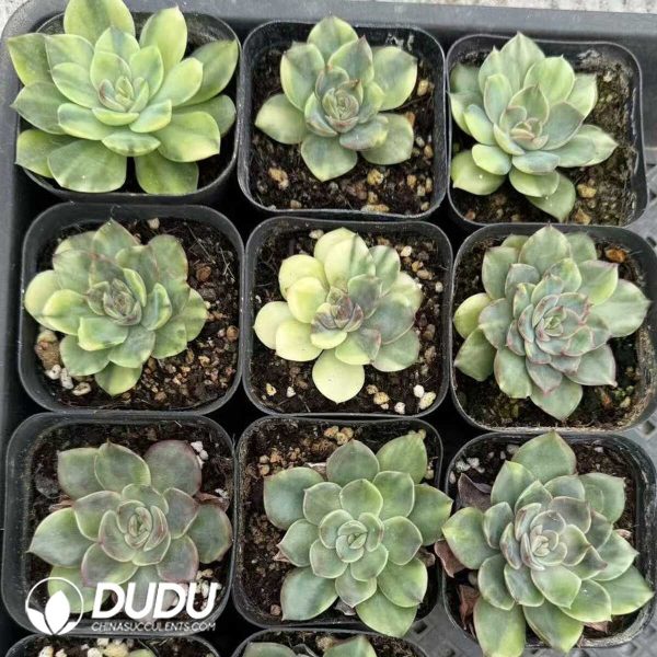 Echeveria Anxiang Variegated - Image 1