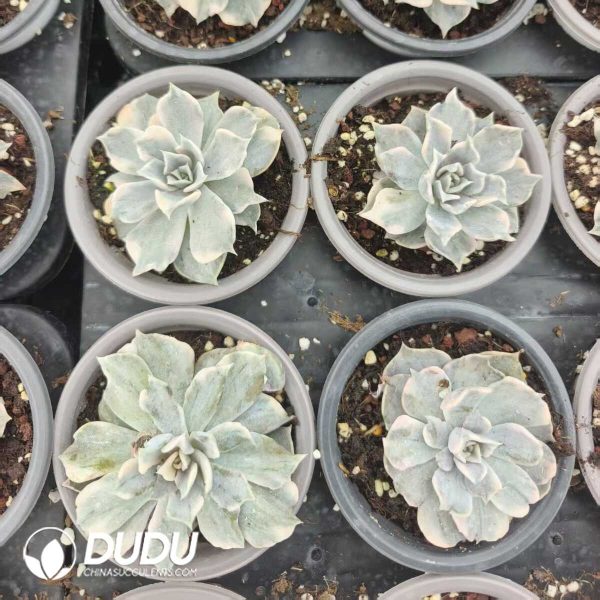 Echeveria Lilacina Variegated - Image 1