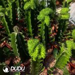 (Grafted)Euphorbia-inermis Cristata