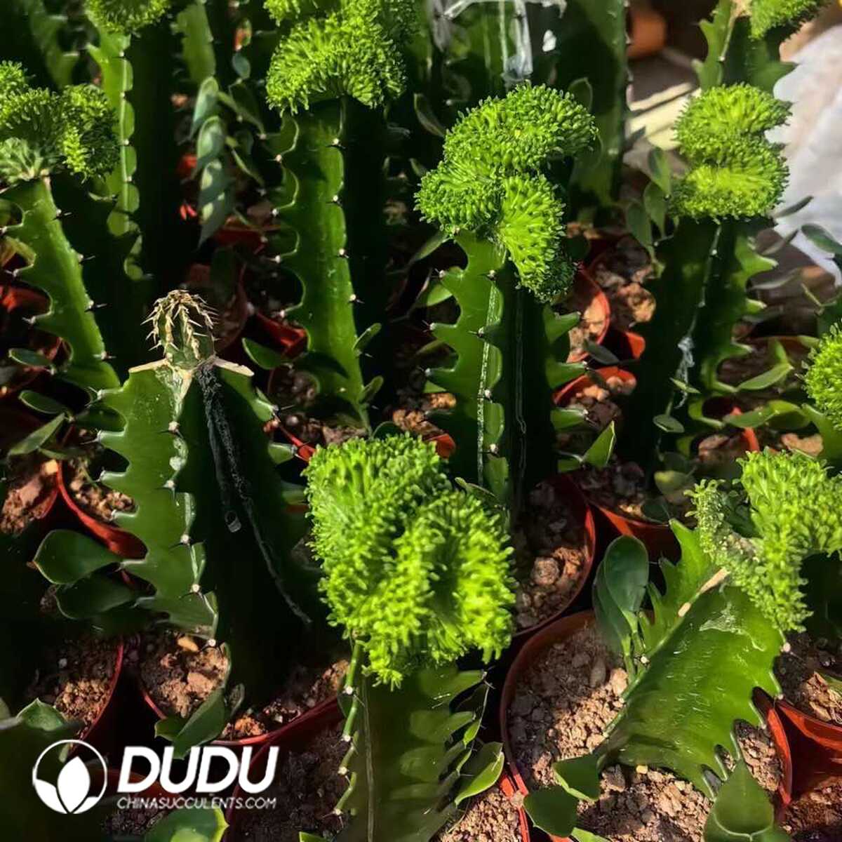 e (1) (Grafted)Euphorbia-inermis Cristata - Image 1