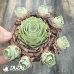 Greenovia Aurea 'Ex GranCanaria .SP Clustering