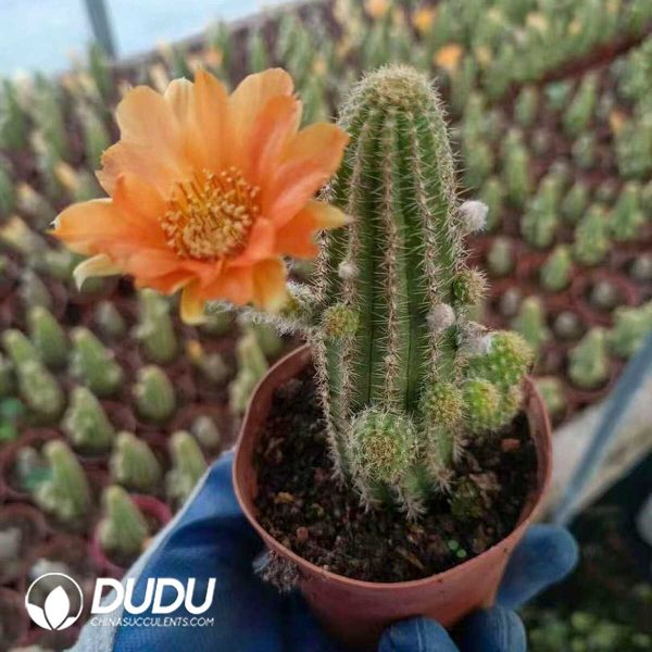 (Rooted Cutting)Cactus-Chamaecereus Silvestrii Clustering - Image 1