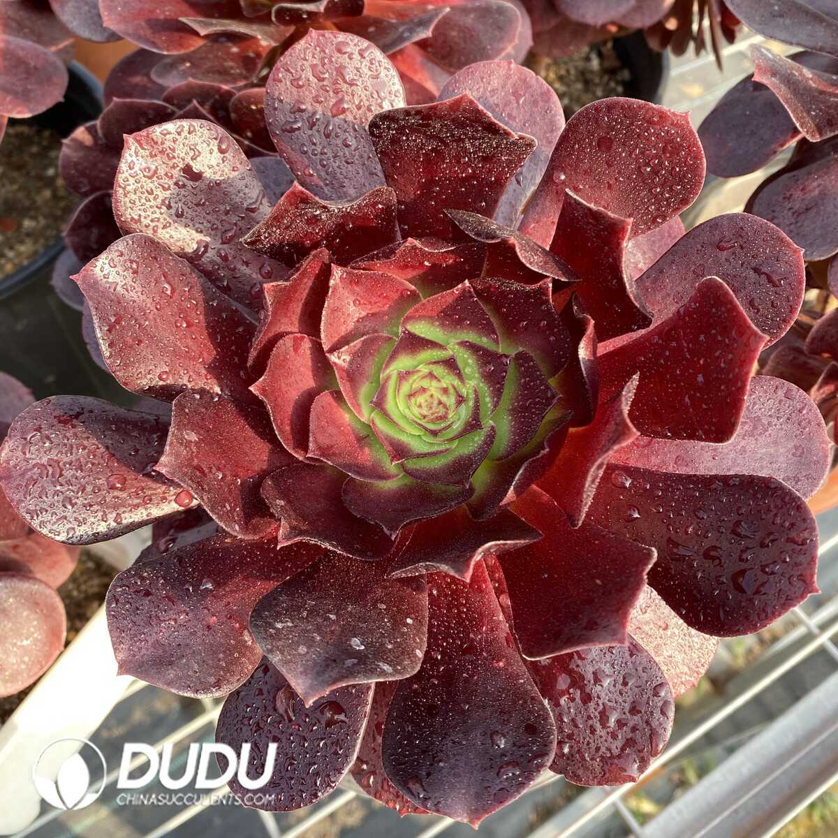 e (1) Aeonium Red Lotus - Image 1