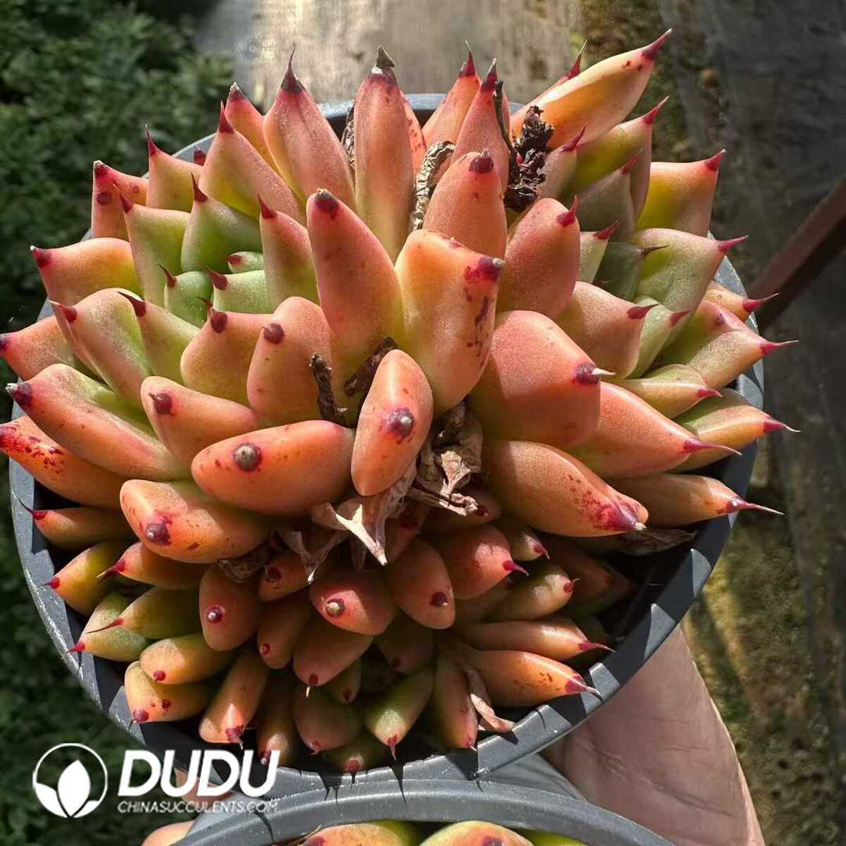 e (1) Echeveria Halloween Clustering - Image 1